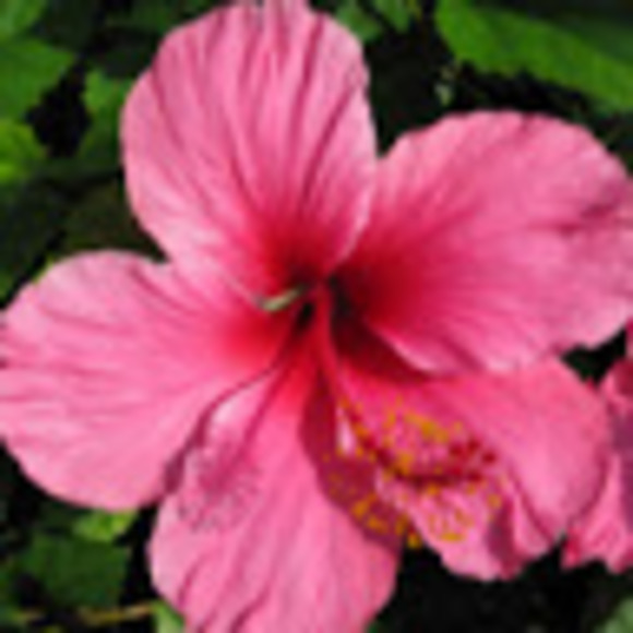 Meet your Posher, Karolee - Picture 1 of 1